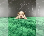 Small Photo #5 Boston Terrier Puppy For Sale in TULARE, CA, USA