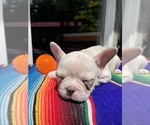 Puppy Jill Faux Frenchbo Bulldog