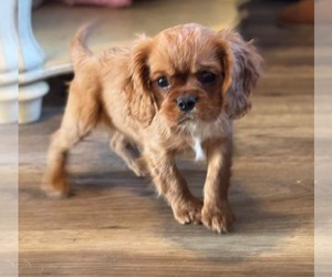Cavalier King Charles Spaniel Puppy for sale in VINE GROVE, KY, USA