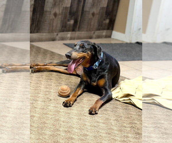 Medium Photo #9 Doberman Pinscher Puppy For Sale in Buffalo, MN, USA