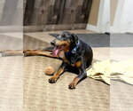 Small #8 Doberman Pinscher