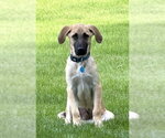 Small Photo #4 Anatolian Shepherd-Unknown Mix Puppy For Sale in Genesee, WI, USA