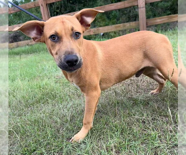 Medium Photo #2 Labrador Retriever-Unknown Mix Puppy For Sale in Tarrytown, GA, USA