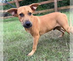 Small #1 Labrador Retriever Mix