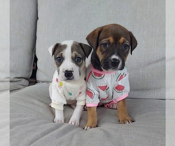 Medium Photo #2 Mutt Puppy For Sale in OKLAHOMA CITY, OK, USA