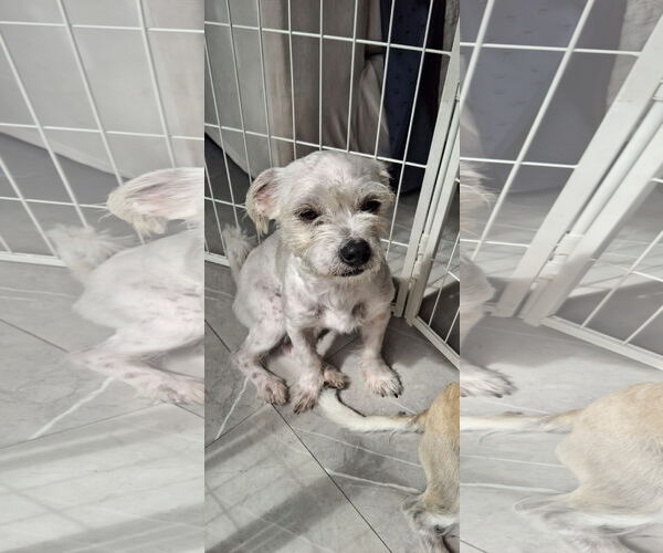 Medium Photo #4 Maltese-Unknown Mix Puppy For Sale in Miami, FL, USA