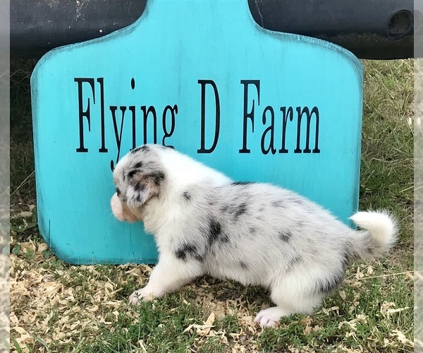 Medium Photo #7 Border Collie-Pembroke Welsh Corgi Mix Puppy For Sale in SUMMERVILLE, GA, USA