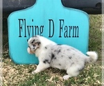 Small Photo #7 Border Collie-Pembroke Welsh Corgi Mix Puppy For Sale in SUMMERVILLE, GA, USA