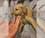 Small Photo #4 Goldendoodle Puppy For Sale in DANVILLE, IN, USA