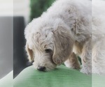 Small Photo #4 Labradoodle Puppy For Sale in MEDFORD, OR, USA