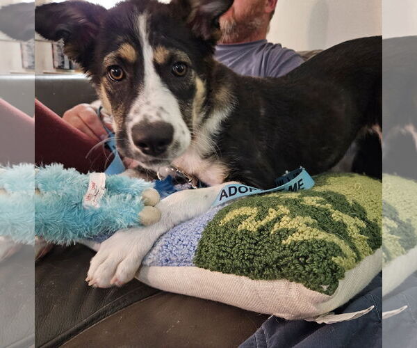Medium Photo #1 Collie-Unknown Mix Puppy For Sale in Fargo, ND, USA