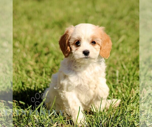 Medium Photo #5 Cavapoo Puppy For Sale in BIRD IN HAND, PA, USA
