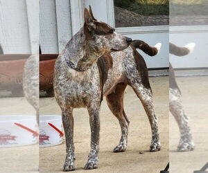 Medium Mutt