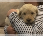 Small Photo #10 Labradoodle Puppy For Sale in JARRELL, TX, USA