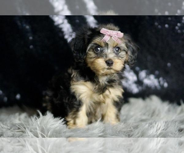Medium Photo #3 YorkiePoo Puppy For Sale in WARSAW, IN, USA