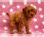 Small Photo #2 Poodle (Toy) Puppy For Sale in CLAY, PA, USA