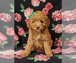 Irish Doodle Puppy for sale in PEACH BOTTOM, PA, USA