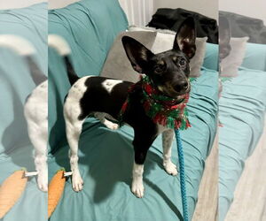 Rat Terrier-Unknown Mix Dogs for adoption in Rockaway, NJ, USA
