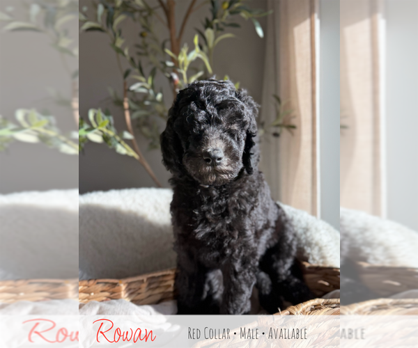 Medium Photo #1 Goldendoodle mix (+ Poodle Standard) Puppy For Sale in CARTHAGE, TN, USA
