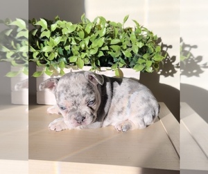 French Bulldog Puppy for sale in VALLEY VILLAGE, CA, USA