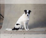 Small #1 Border Collie-Siberian Husky Mix