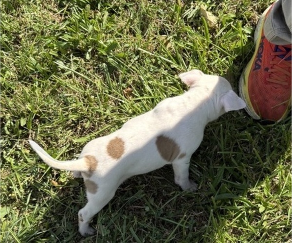Medium Photo #6 Bull Terrier Puppy For Sale in RICHLAND, OR, USA