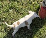 Litter of 8 - Male(s) and Female(s) Bull TerrierLitter of Puppies for Sale - Photo #6