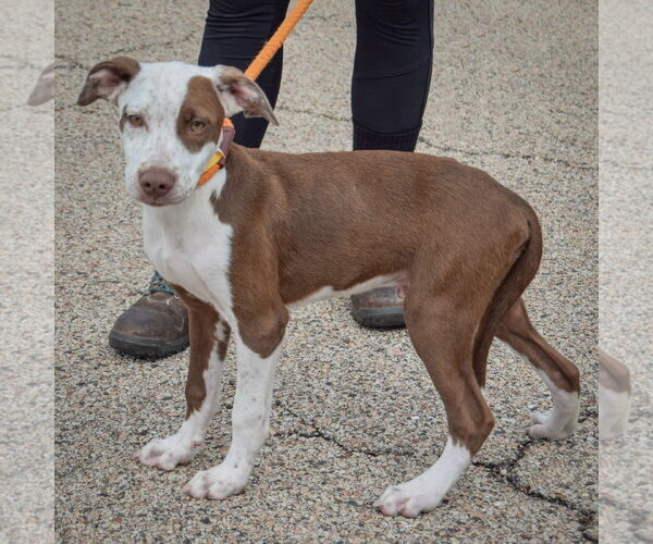 Medium Photo #2 American Staffordshire Terrier-Red Heeler Mix Puppy For Sale in Huntley, IL, USA