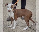 Small Photo #2 American Staffordshire Terrier-Red Heeler Mix Puppy For Sale in Huntley, IL, USA