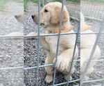 Puppy Yellow female 3 Labrador Retriever