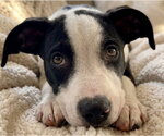 Small #3 Jack Russell Terrier Mix