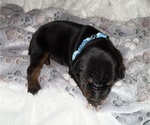 Puppy Blue Girl Doberman Pinscher