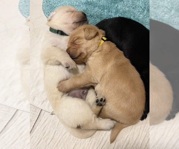 Medium Photo #6 Labrador Retriever Puppy For Sale in LIBERTY, SC, USA