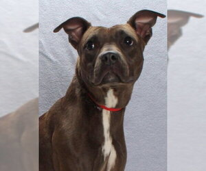 COCO - Female Mutt Dog for Adoption - Photo #2