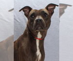 Small Photo #2 Mutt Puppy For Sale in Burbank, CA, USA