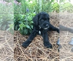 Small Photo #2 Goldendoodle Puppy For Sale in PINEHURST, NC, USA