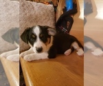 Small Photo #3 Aussie-Corgi Puppy For Sale in BRIGGSDALE, CO, USA