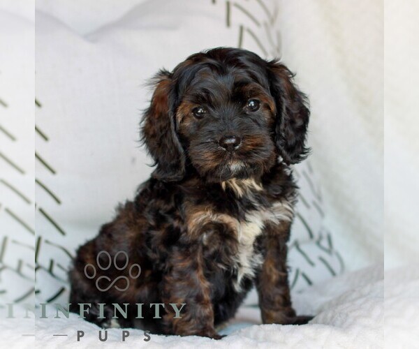 Medium Photo #1 Cavapoo (Miniature) Puppy For Sale in ELIZABETHTOWN, PA, USA