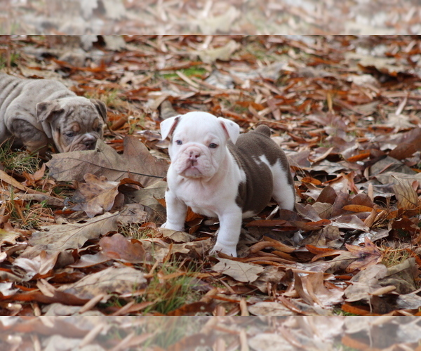 Medium Photo #2 Olde English Bulldogge Puppy For Sale in LANCASTER, SC, USA