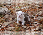 Small Photo #2 Olde English Bulldogge Puppy For Sale in LANCASTER, SC, USA