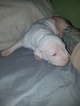 Small Photo #4 American Pit Bull Terrier Puppy For Sale in GRIFFIN, GA, USA