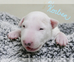 Small Photo #3 Bull Terrier Puppy For Sale in KENDALL, FL, USA