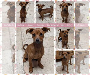 Dachshund-Unknown Mix Dogs for adoption in Mesa, AZ, USA