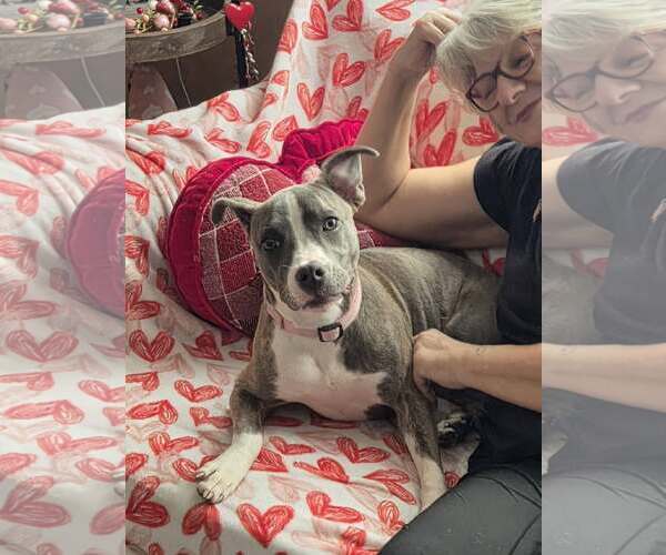 Medium Photo #5 Mutt Puppy For Sale in Mount Laurel, NJ, USA