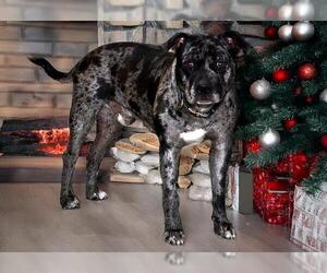 Mutt Dogs for adoption in West Valley, UT, USA