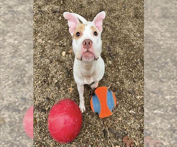 Medium Photo #2 Mutt Puppy For Sale in Peoria, IL, USA