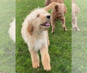 Goldendoodle Puppy for sale in DOWAGIAC, MI, USA