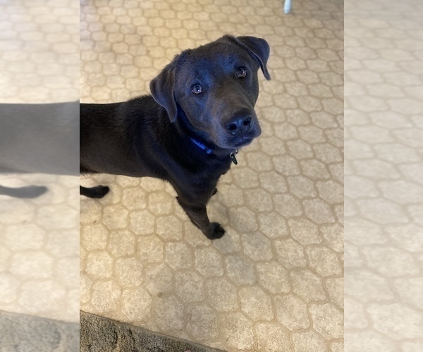 Medium Photo #1 Labrador Retriever Puppy For Sale in CEDAR VALE, KS, USA