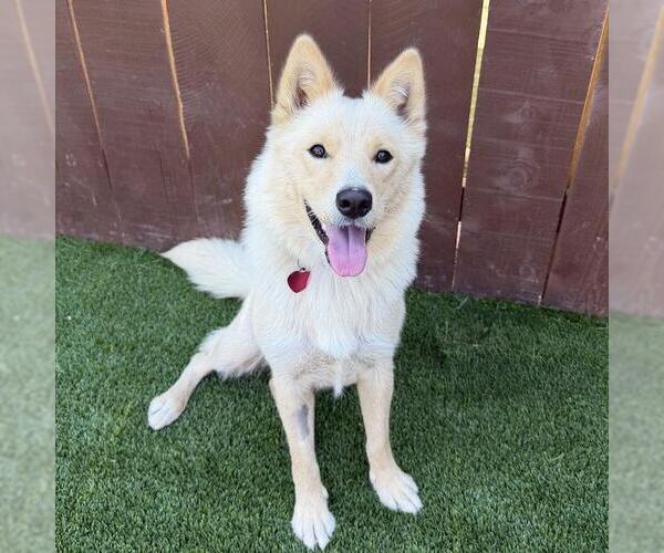 Medium Photo #15 Siberian Husky-Unknown Mix Puppy For Sale in San Diego, CA, USA