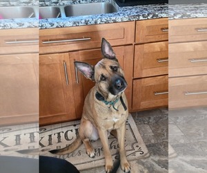 German Shepherd Dog-Unknown Mix Dogs for adoption in Gilberts, IL, USA